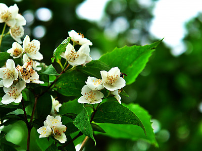 고광나무 사진 - Philadelphus schrenkii Rupr. var. schrenkii Photos