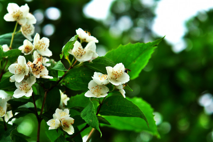 고광나무 - Korean mock orange, Philadelphus schrenkii Rupr. var. schrenkii