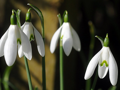 스노우드롭 사진 - Galanthus nivalis Photos