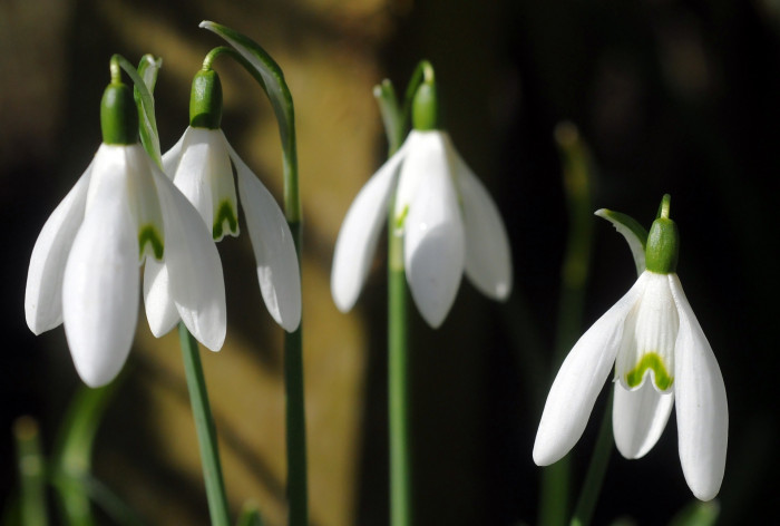 스노우드롭 - Snowdrop, Gay flower, Galanthus nivalis