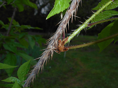가시오갈피 사진 - Eleutherococcus senticosus (Rupr. & Maxim.) Maxim. Photos