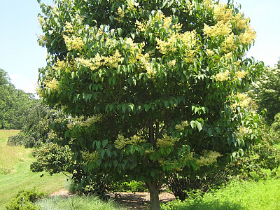 개회나무 사진 - Syringa reticulata var. mandshurica (Maxim.) H.Hara Photos