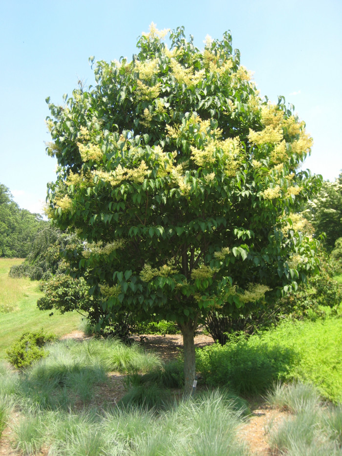 개회나무 - Manchurian lilac , Syringa reticulata var. mandshurica (Maxim.) H.Hara