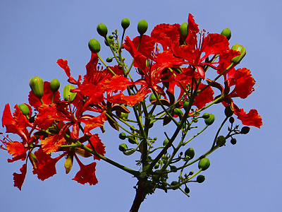 봉황목 사진 - Delonix regia Photos