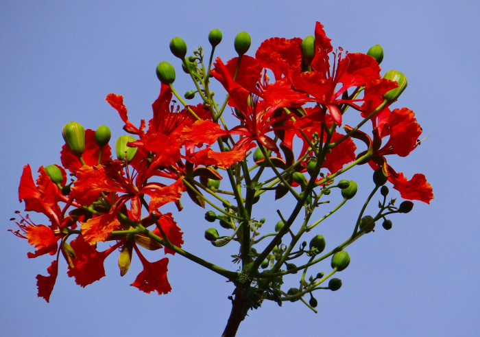 봉황목 - Flamboyant Tree, Flame Tree, Delonix regia