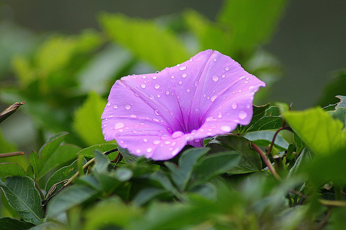 나팔꽃 - morning glory, Pharbitis nil (L.) Choisy