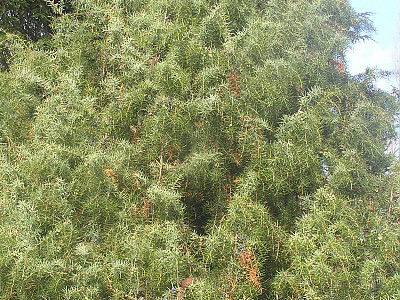 노간주나무 사진 - Juniperus rigida Siebold & Zucc. Photos