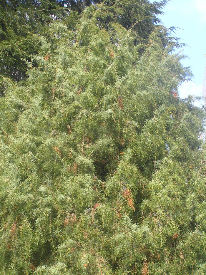 노간주나무 - Juniperus rigida Siebold & Zucc.