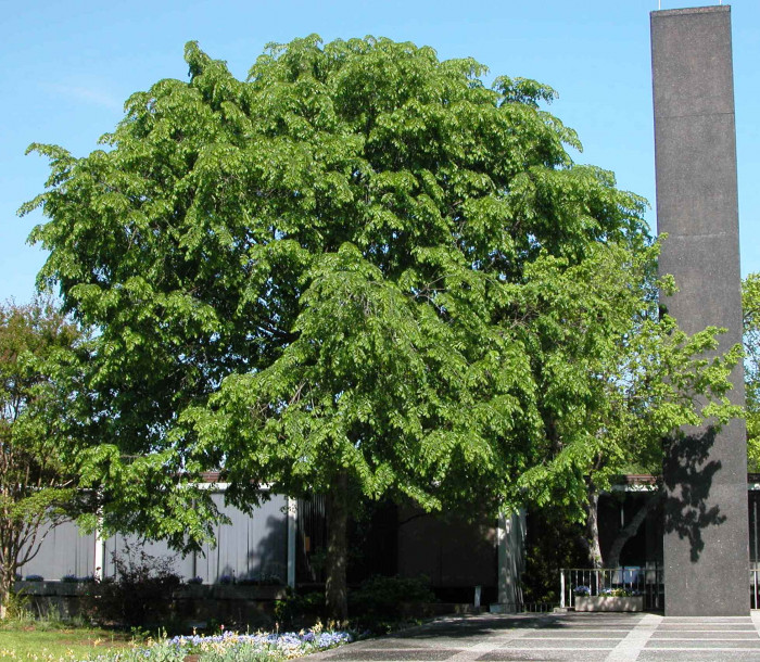 느릅나무 - Japanese Elm, Ulmus davidiana var. japonica (Rehder) Nakai