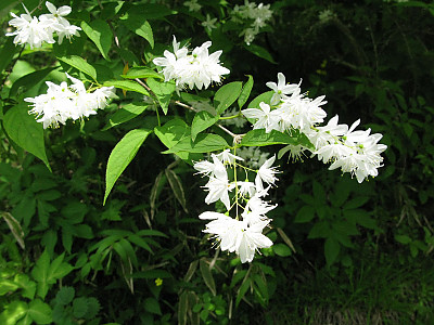 애기말발돌이 사진 - Deutzia gracilis Photos