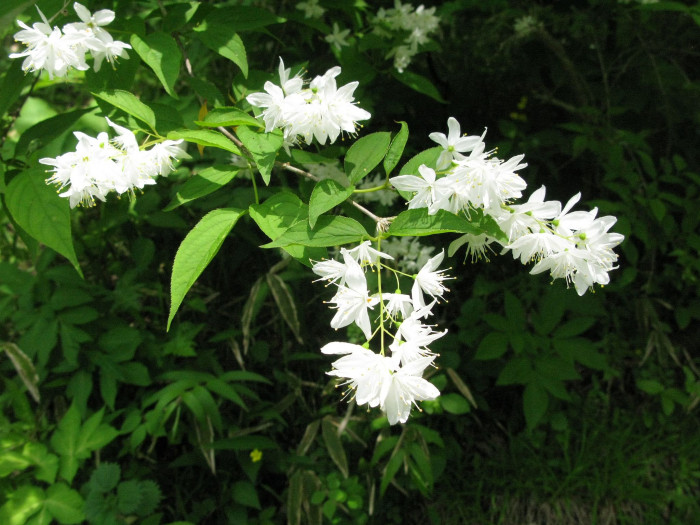 애기말발돌이 - Deutzia gracilis