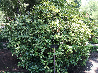 금식나무 사진 - Aucuba japonica for. variegata (Dombrain) Rehder Photos