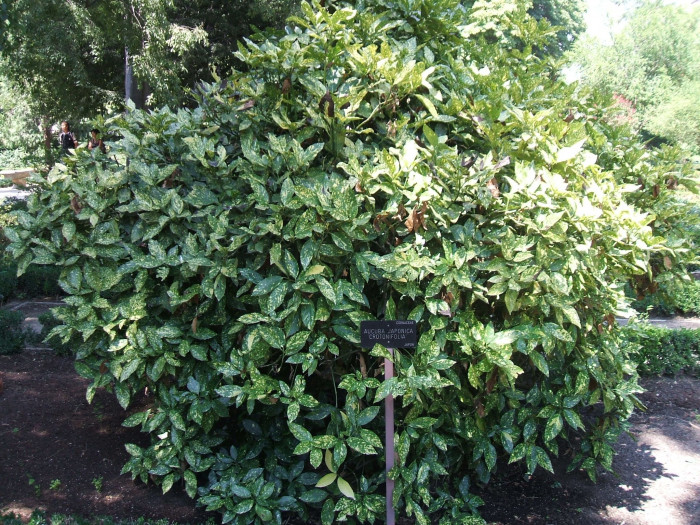 금식나무 - Aucuba japonica for. variegata (Dombrain) Rehder