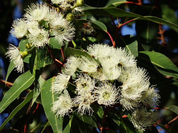 유칼립투스 - Eucalyptus, Eucalyptus globulus