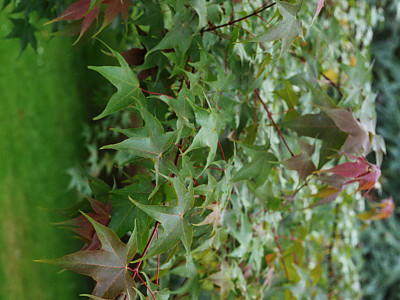 고로쇠나무 사진 - Acer pictum subsp. mono (Maxim.) Ohashi Photos