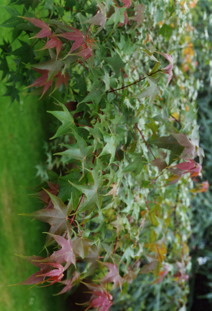 고로쇠나무 - Acer pictum subsp. mono (Maxim.) Ohashi