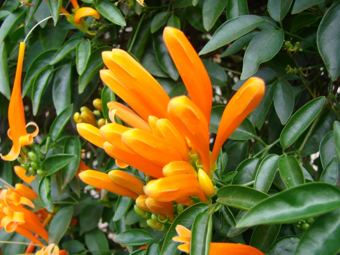 파장화 - Flame vine, Orange trumpet creeper, Pyrostegia venusta
