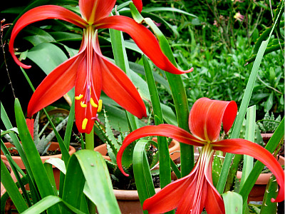 아즈텍릴리 사진 - Sprekelia Photos