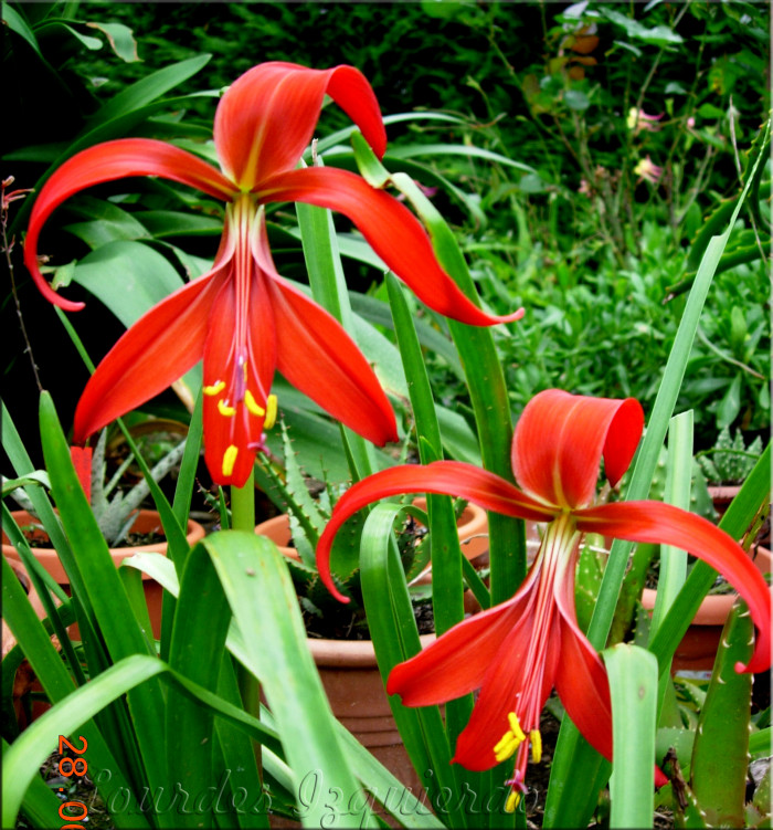 아즈텍릴리 - Aztec Lily, Sprekelia