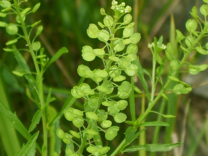 다닥냉이 - Lepidium apetalum Willd.