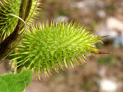 가시도꼬마리 사진 - Xanthium italicum Moore Photos