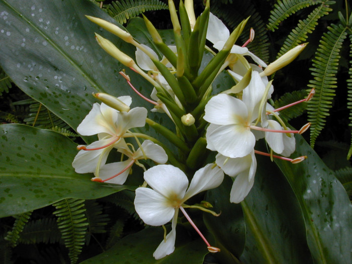 꽃생강 - Ginger lily, Hedychium coronarium J.Konig