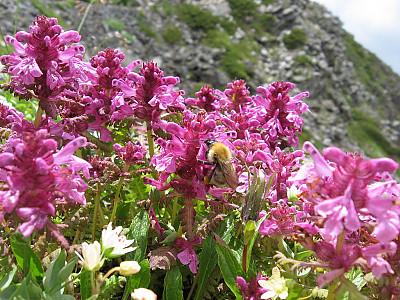 구름송이풀 사진 - Pedicularis verticillata Photos