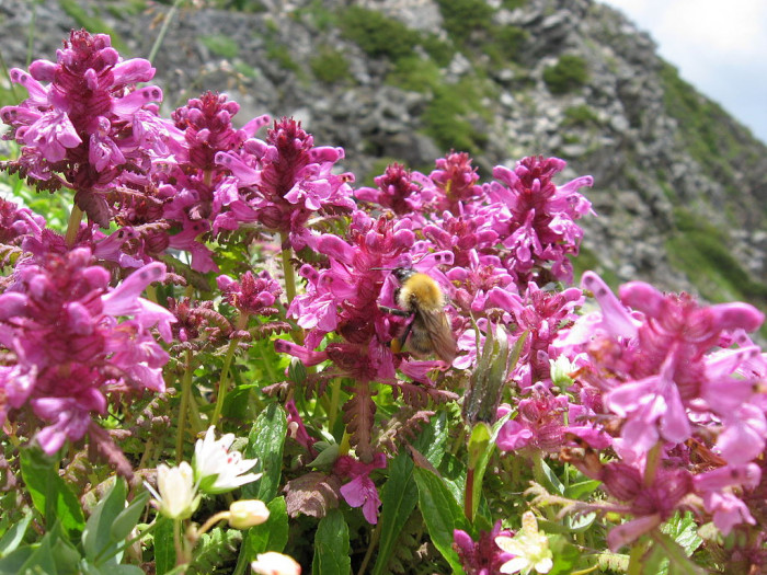구름송이풀 - Pedicularis verticillata