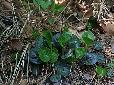 노루발 사진 - Pyrola japonica Klenze ex Alef. Photos