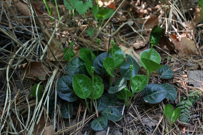 노루발 - Pyrola japonica Klenze ex Alef.