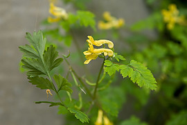 괴불주머니 - Corydalis pallida (Thunb.) Pers.