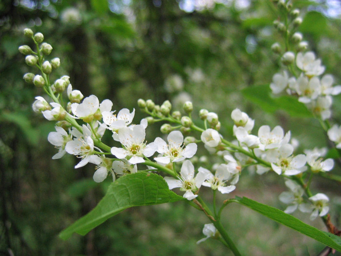 귀룽나무 - Prunus padus L. for. padus