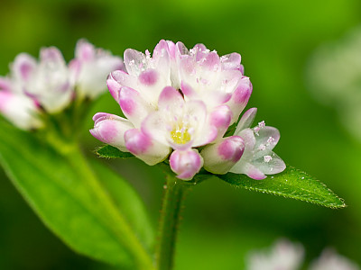 고마리 사진 - Persicaria thunbergii (Siebold & Zucc.) H.Gross ex Nakai Photos