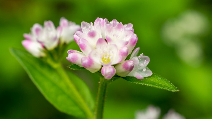 고마리 - Korean perisica, Persicaria thunbergii (Siebold & Zucc.) H.Gross ex Nakai