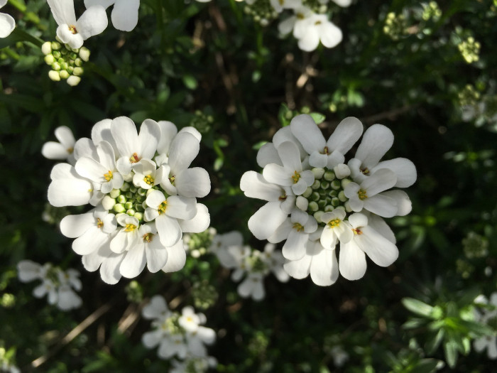 눈꽃 - Candytuft, Iberis sempervirens