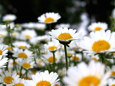 크리산세멈 사진 - Chrysanthemum paludosum Noth Pole Photos