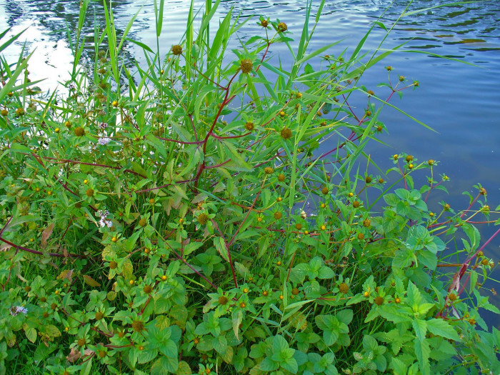 가막사리 - Bidens tripartita L.
