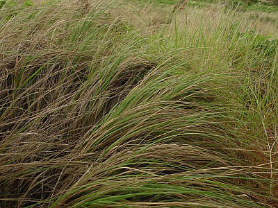 능수참새그령 사진 - Eragrostis curvula Nees Photos