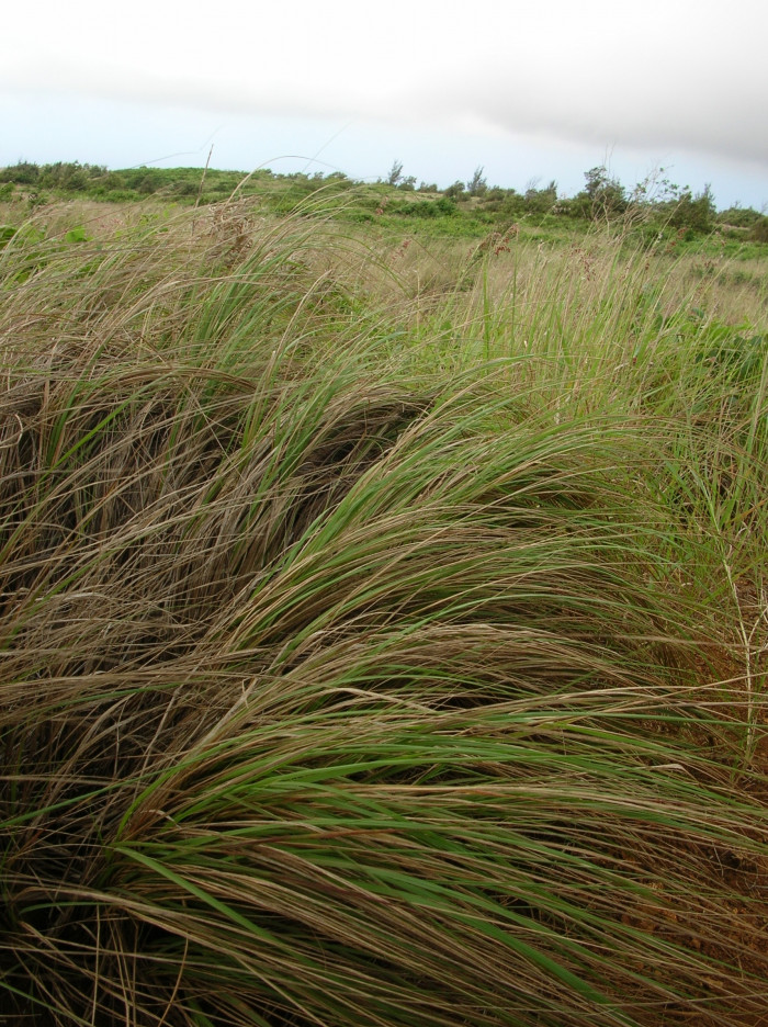 능수참새그령 - Eragrostis curvula Nees