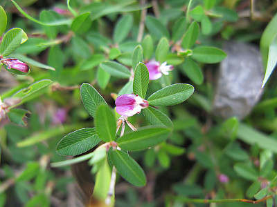 매듭풀 사진 - Kummerowia striata Photos