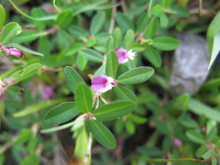 매듭풀 - japan clover, Kummerowia striata
