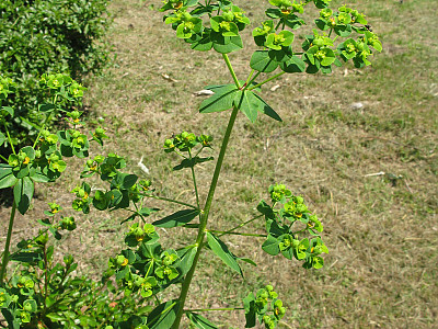 대극 사진 - Euphorbia pekinensis Rupr. Photos