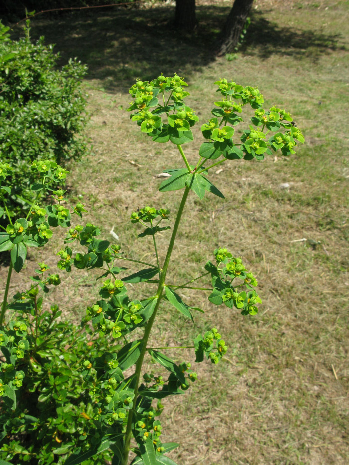 대극 - Euphorbia pekinensis Rupr.