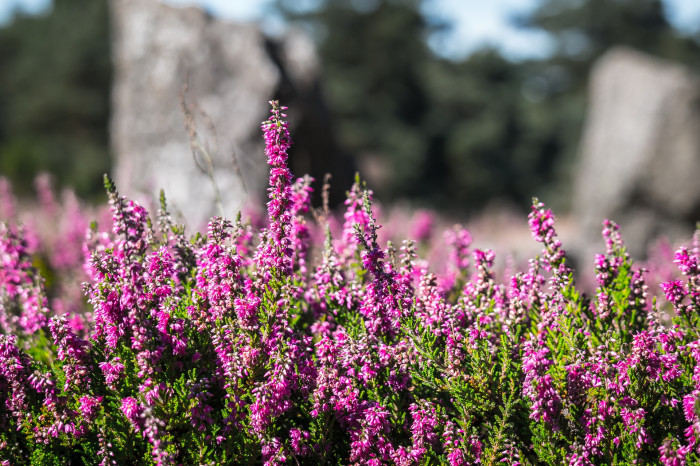 구석남 - Spring heath, Erica melanthera
