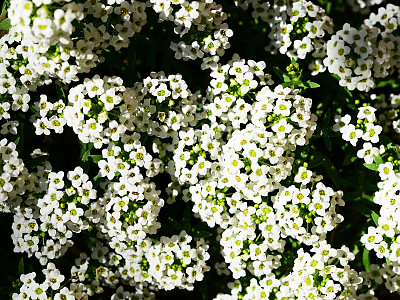 알리섬 사진 - Lobularia maritima Photos