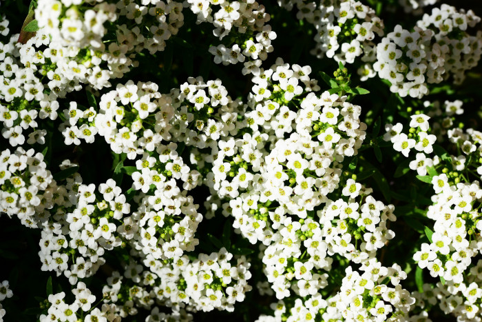 알리섬 - Sweet alyssum,  Sweet alison, Lobularia maritima