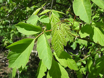 네군도단풍 사진 - Acer negundo L. Photos