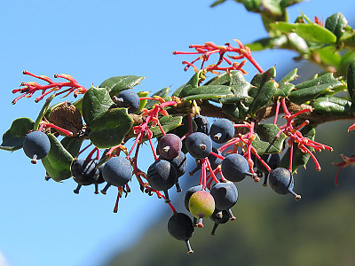 다윈매자나무 사진 - Berberis darwinii Photos