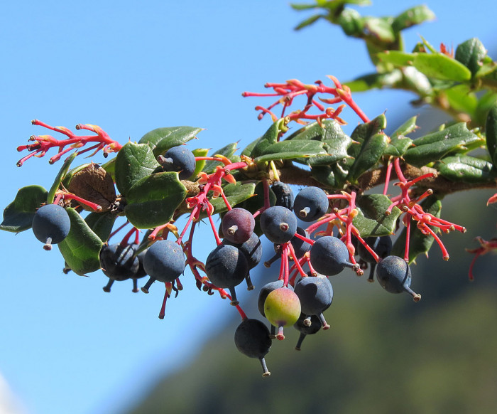 다윈매자나무 - Darwins Barberry, Berberis darwinii