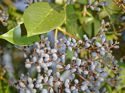 당광나무 사진 - Ligustrum lucidum Aiton Photos